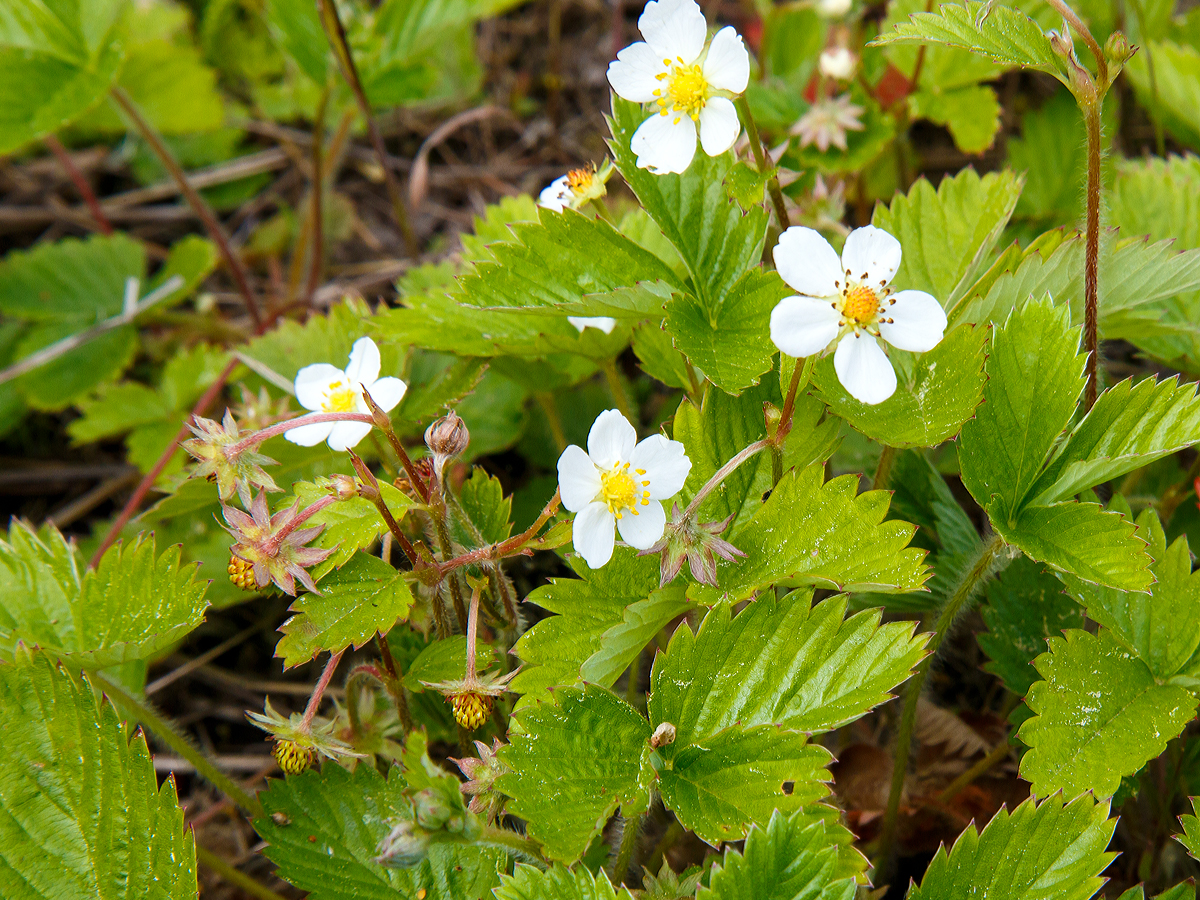 
Bald sind schon die ersten Walderdbeeren reif. Betzdorf den 17.05.2015