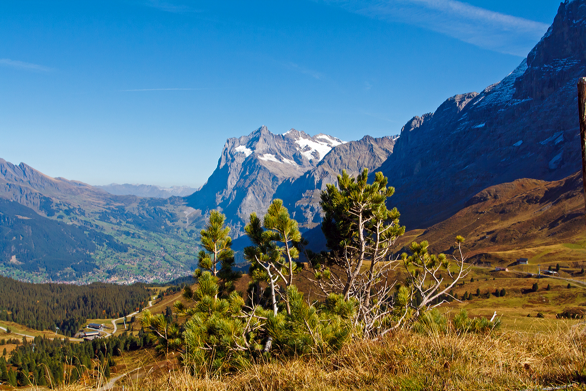 
Bei Kaiserwetter zwischen Kleine Scheidegg und Eigergletscher am 02.10.2011, eine Bergkiefer und der Blick nach Grindelwald hinab.
