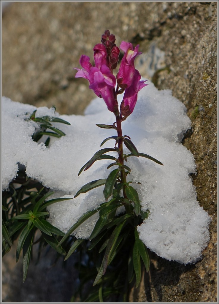 Das neue Jahr kommt mit einem Blümchen. Mit besten Wünschen...
(30.12.2014)