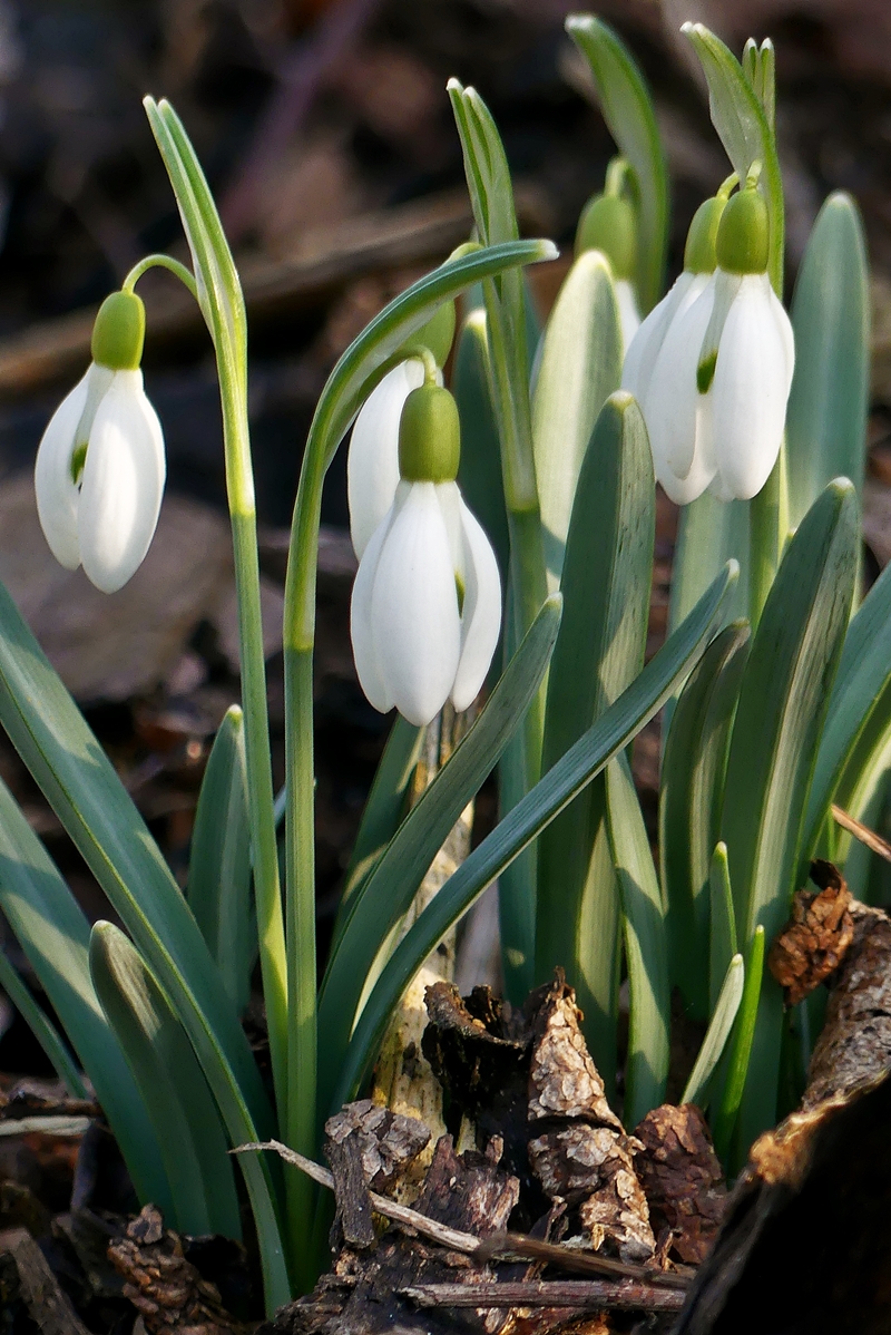 Der Fr�hling h�lt Einzug in unserem Garten. 21.02.2019 (Jeanny)