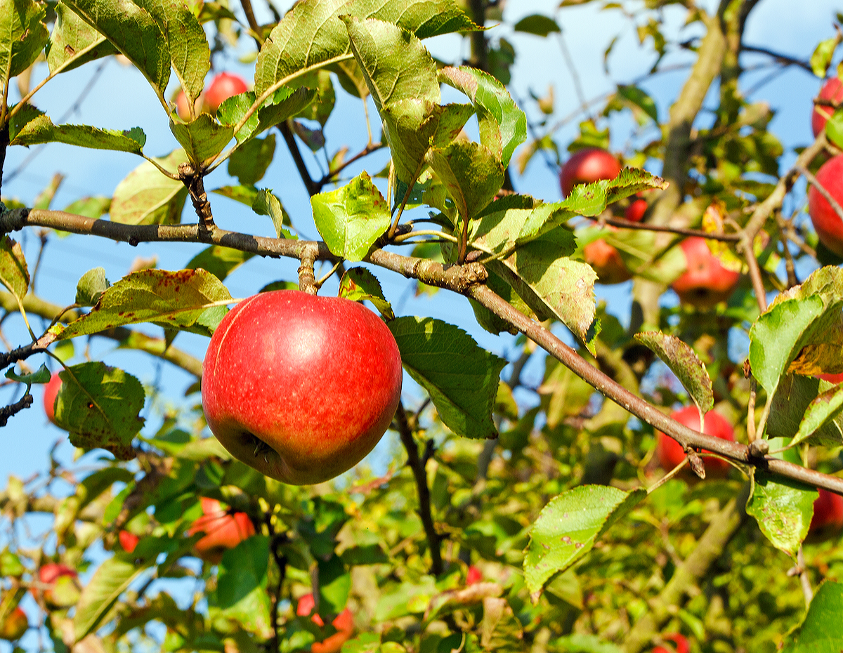 
Der Jonagold in unserem Garten ist nun auch reif, zudem 100 Bioanbau (01.10.2014).