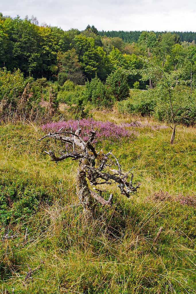 
Eine Impression In der Gambacher Wacholderheide am 23.08.2014, wo zurzeit die Heide blüht.