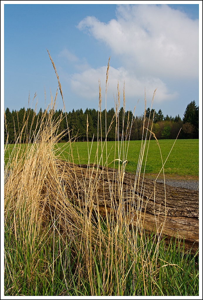 Eine Impression.....
Verdorrte Gräser vor einem alten Baumstamm am 12.04.2014 bei Nisterau.