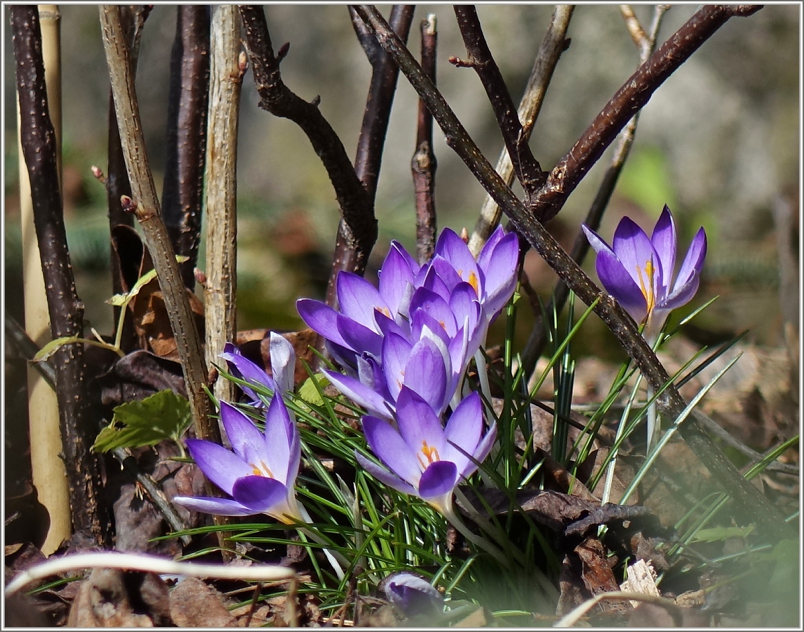 Es gr�sst der Fr�hling
(22.02.2014)