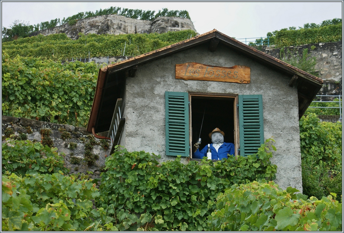 Freundlich prostete uns ein alter Bekannter im Lavaux zu.
(08.09.2013)