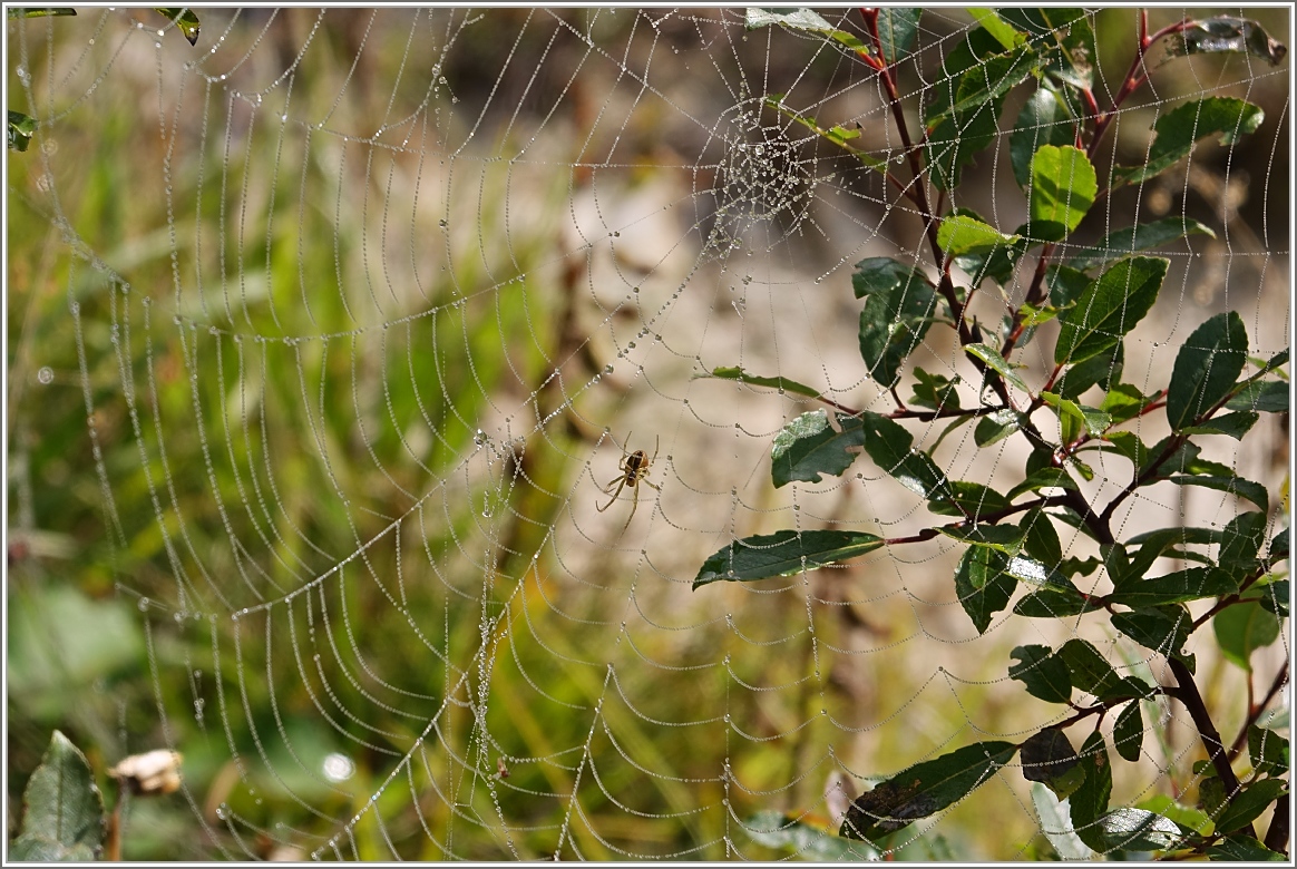 Kaum zeigen sich die ersten Sonnenstrahlen, überprüft Frau Spinne ihr Netz.
(05.09.2014)