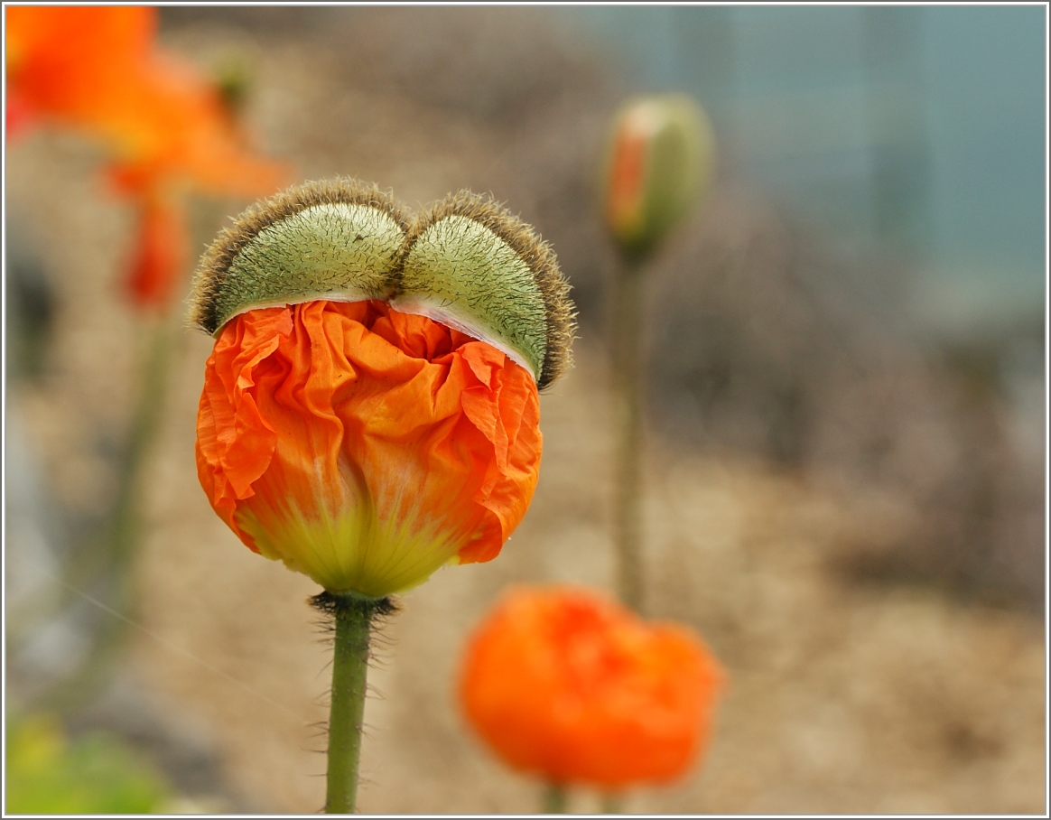 Kurz vor der Vollendung der Blüte
(04.04.2016)