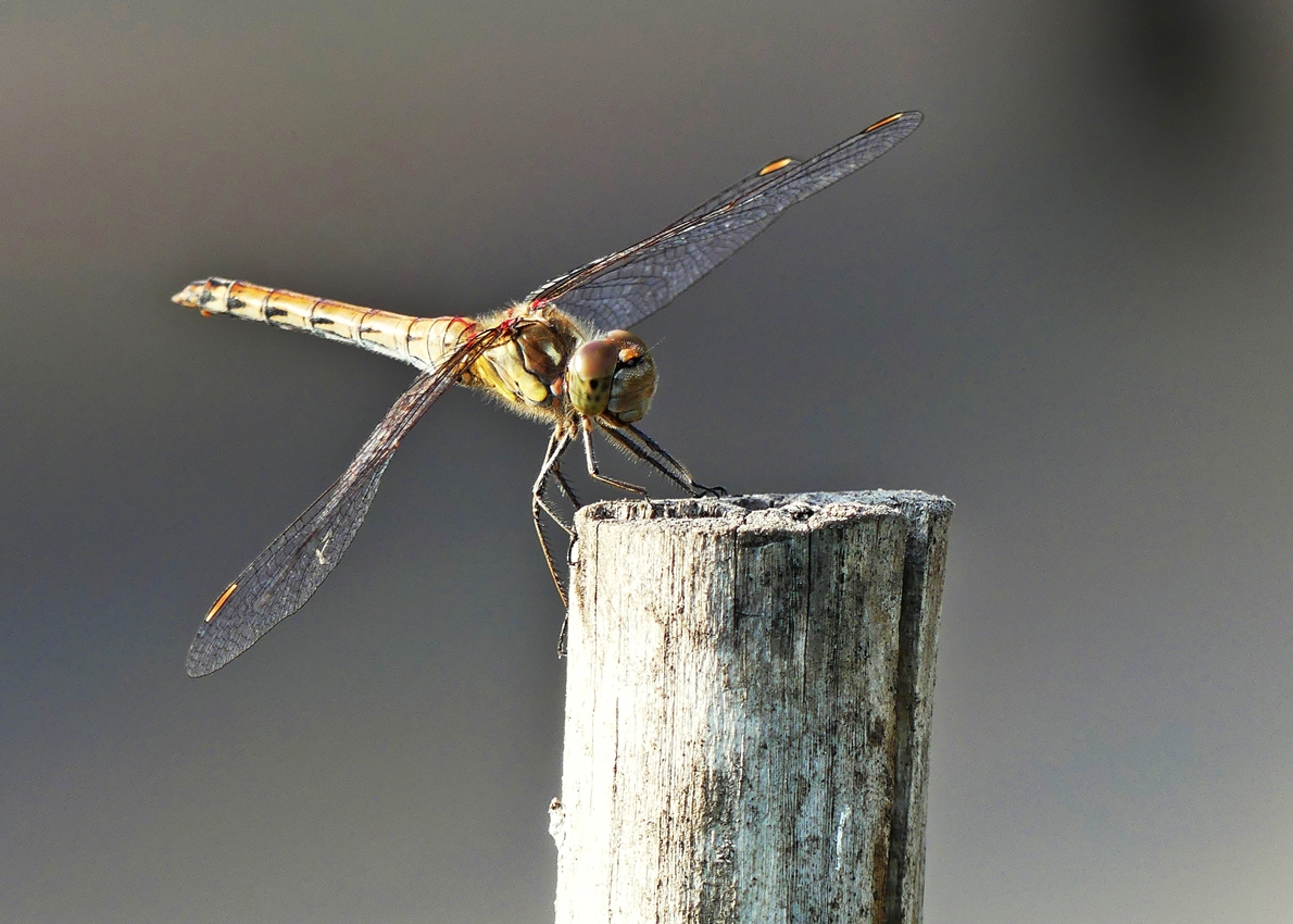 Kurze Rast f�r die Segellibelle. Hoeven, 31.08.2019 (Jeanny)