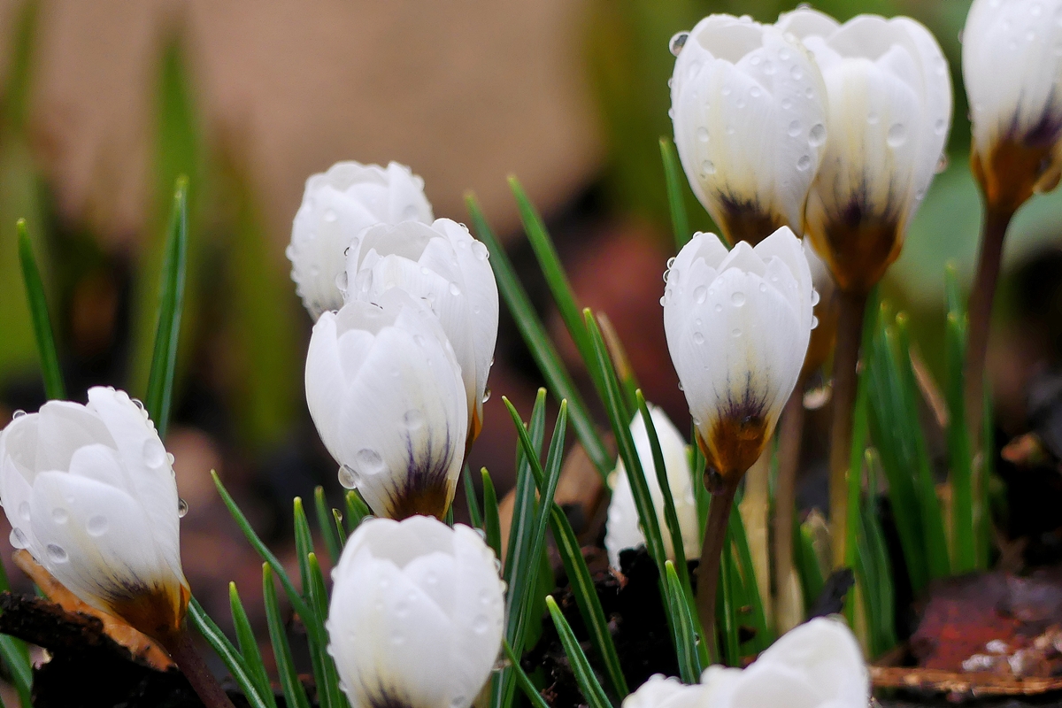 Liichtm�ssdag - Am 02.02.2010 �ffneten die ersten Krokusse ihre Kelche in unserem klitschnassen Blumenbeet. (Jeanny)