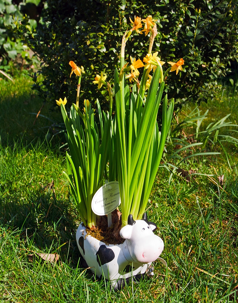 
Mein persönlicher Linsenputzer darf heute auf die Weide, Herdorf 30.03.2014.

Lieben Dank Hans, und Jeanny, ganz besonders  für die beschwerliche Überführung von Luxemburg nach Herdorf.
