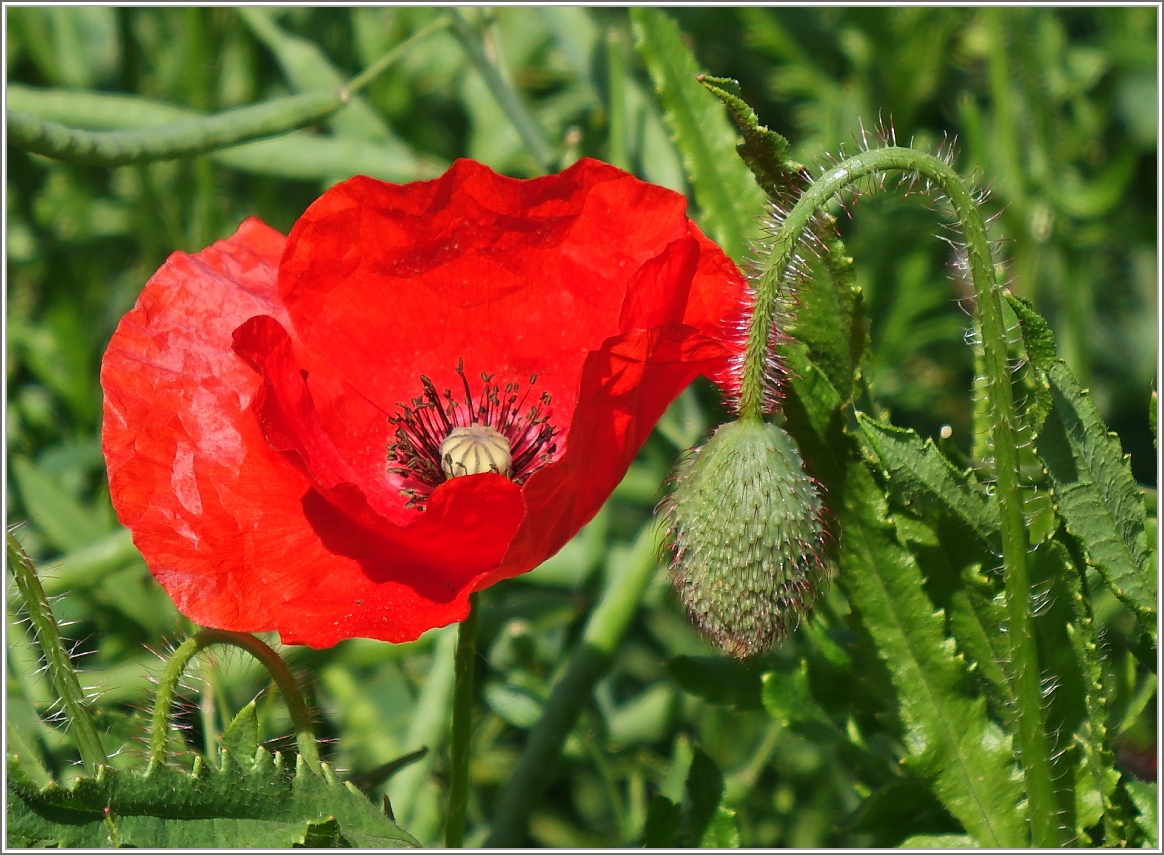 Mohnblüte und Knospe.
(27.05.2015)