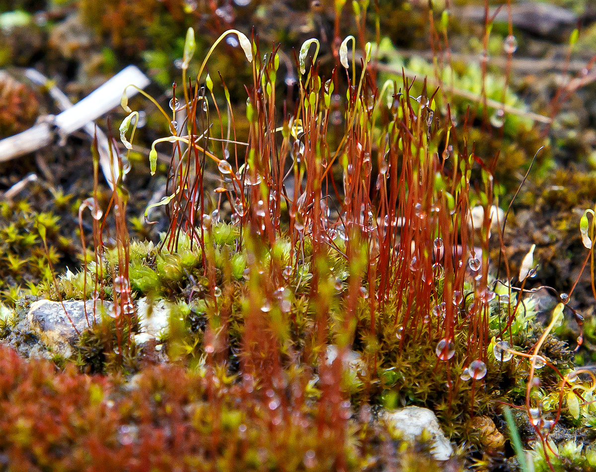 
Moos im Westerwald. Am 03.03.2016 bei Nistertal.
