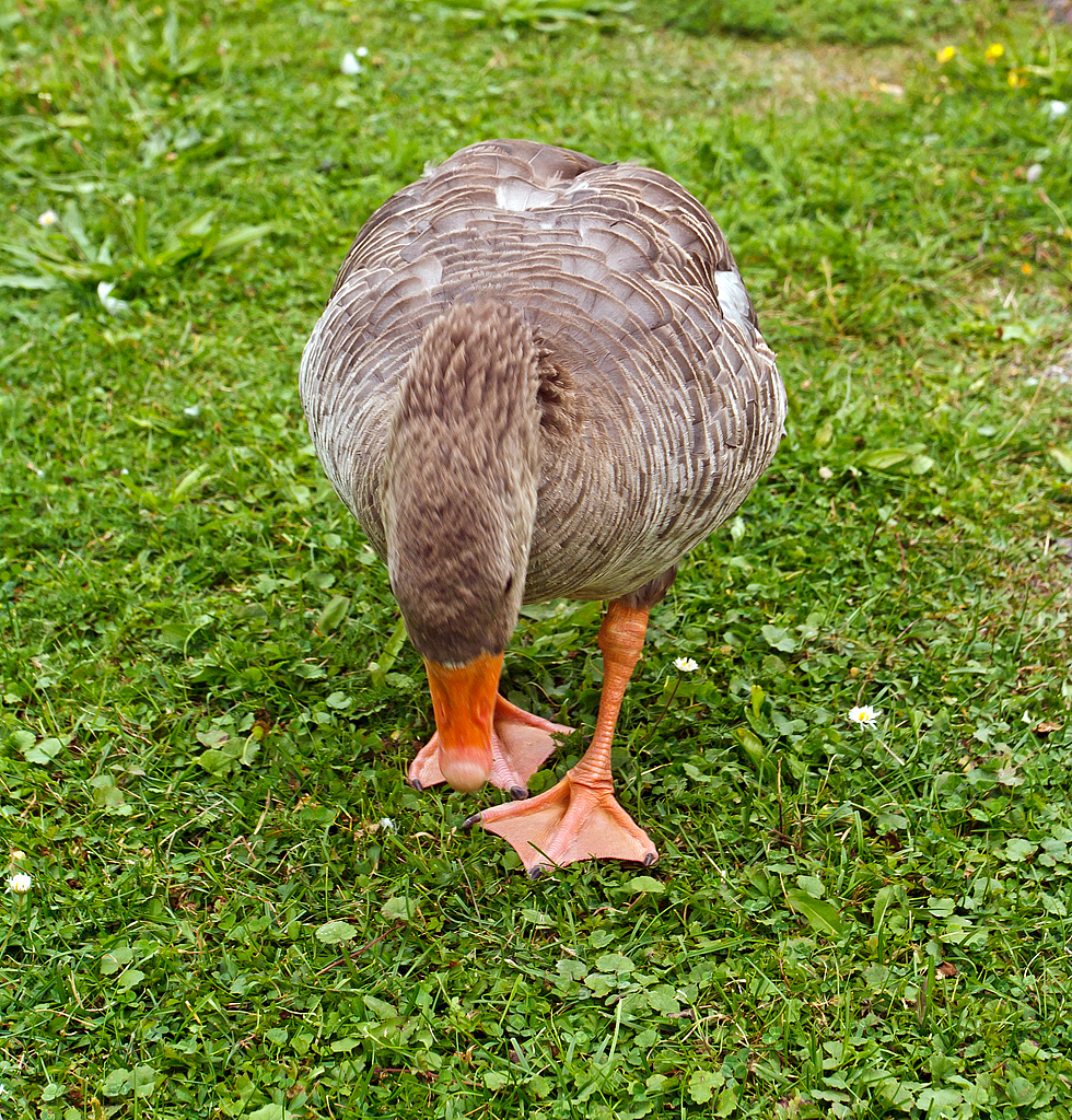 
Na was willst Du denn hier....
Eine Graugans im Schloßpark vom Schloss Moritzburg am 27.08.2013.
