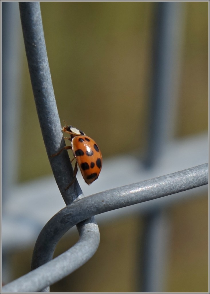 Neugierig erkundet der Marienkäfer seine Umgebung.
(06.04.2014)