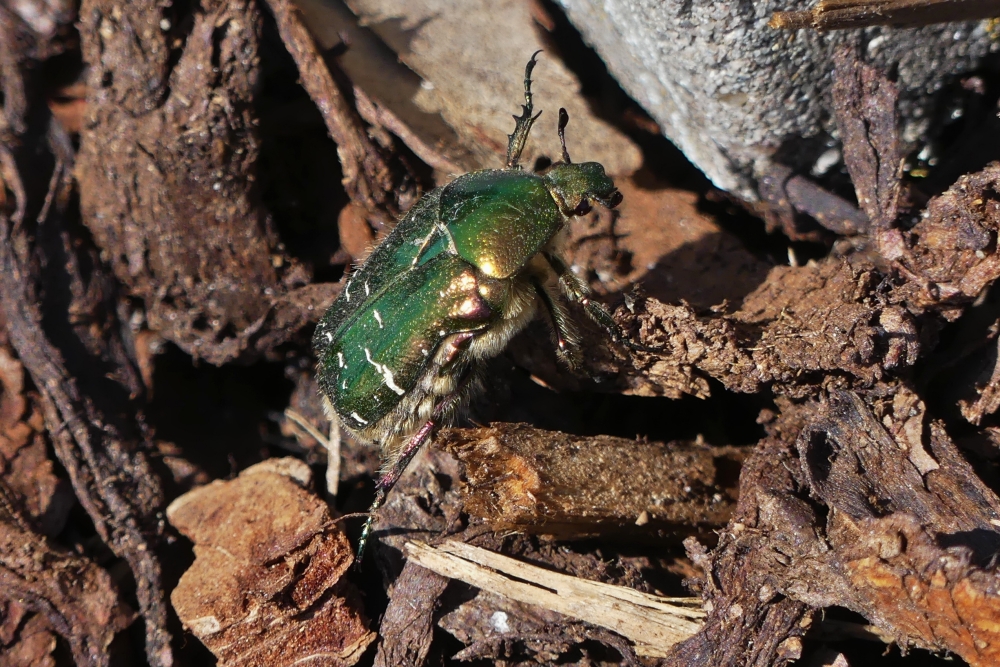Rosenkäfer beim Versuch vor mir zu fliehen, fliegen klappte in dem Moment nicht. 27.05.2023 (Jeanny)