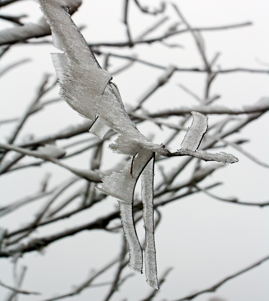 Winterliche Impressionen
P�nktlich zum 1. Dezember  hat der Winter auf dem Westerwald Einzug gehalten. 
Die Nebeltr�pfchen werden zu Eis an den B�umen, bei Nisterberg am 01.12.2014.