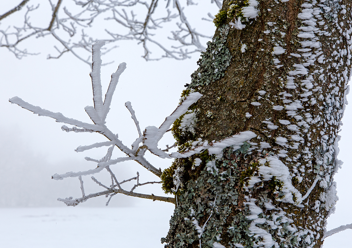 Winterzauber am Westerwald, bei Nisterau am 12.02.2015. 
W�hrend es an anderen Orten sonnig und w�rmer ist, ist es hier oben noch nebelig und kalt.