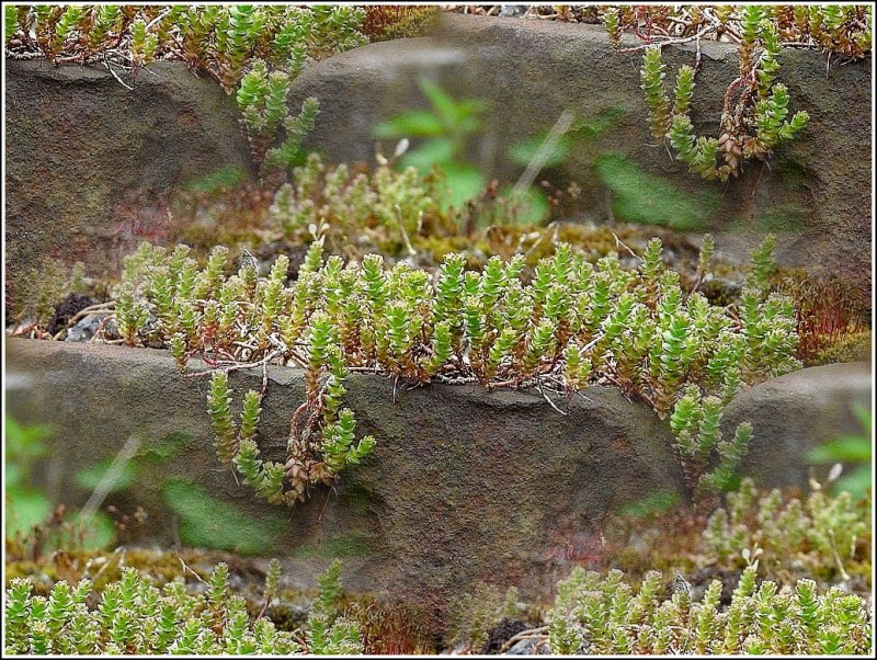 Die Natur erobert sich ihr Recht zur�ck auf einer Lok in Fond de Gras. 03.05.09 (Jeanny)