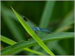 K�stliches aus der Sicht der Libelle.