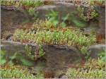 Die Natur erobert sich ihr Recht zur�ck auf einer Lok in Fond de Gras.