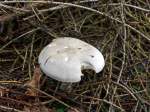 Auf dem R�ckweg der Wanderung zum Druidenstein am 14.10.2012, konnte ich diesen angebissenen Pilz ablichten.....wer war da wohl dran...sieht doch aus wie ein Knolenbl�tterpilz.