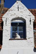  White cats  gesehen am 02.09.13 in Br�gge.