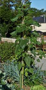 Eine unserer Sonnenblumen in unserem Garten, ca 2,40m hoch, am Ende hatte sie eine Gesamth�he von 3,42 m.