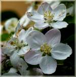 Apfelbl�ten.