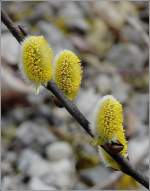 Die Weidenk�tzchen haben ihr Aussehen ver�ndert.