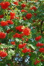   Voll mit Früchten ist die Eberesche oder Vogelbeere, andere Bezeichnungen sind Drosselbeere, Quitsche oder Krametsbeerbaum, am 20.08.2014 in Butzbach (beim Bahnhof)