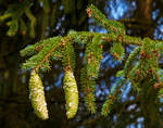 Junge noch grüne Fichtenzapfen.
