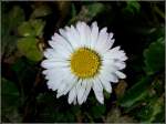Ein G�nsebl�mchen gesehen am 12.03.2011 in Remich.