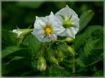 Kartoffelbl�ten.