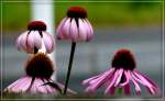 Sonnenh�te.