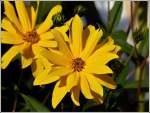 Gelbe Sch�nheit in K�hlungsborn West.