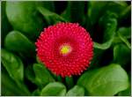 Rote Sch�nheit.