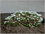 Es gr�nt und bl�ht in unserem Garten.