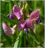 Die Bl�ten der Zaunwicke.