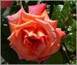 Ein Lichtblick f�r unsere Rosen.