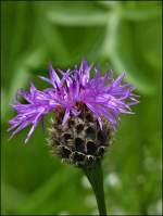 Sch�nheit in lila.
