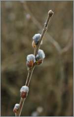 Auch ein Fr�hlingsbote: Weidenk�tzchen   (12.03.2013)