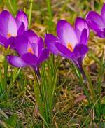 Der Fr�hling ist auch in Herdorf angekommen:     Krokusse in unserem Garten (08.04.2013).
