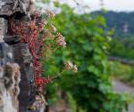 An einer Weinbergst�tzmauer am  am 20.06.2014 bei Winningen (Mosel).