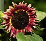 Sonnenblumenvariationen in unserem Garten.