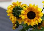 Sonnenblumenvariationen in unserem Garten.
