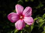 Der Sumpfeibisch (Hibiscus moscheutos), auch Roseneibisch genannt, ist eine Pflanzenart aus der Gattung Hibiskus (Hibiscus) in der Familie der Malvengew�chse (Malvaceae).