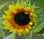 Bl�te einer Sonnenblume in unserem Garten.