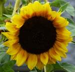 Bl�te einer Sonnenblume in unserem Garten.
