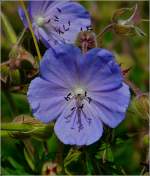 Sch�nheit am Wegesrand.