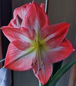 Eine unserer Amaryllis Bl�ten, aufgenommen 11.01.2024 